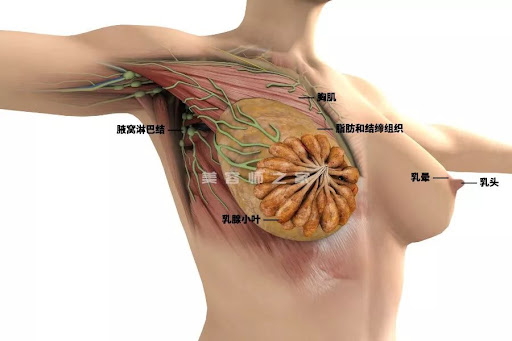 乳头-1.jpg 乳头-1.jpg